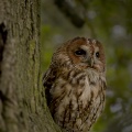 Tawny Owl (Strix aluco) Garry Smith.
